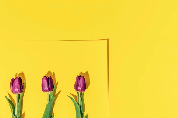 Layout criativo feito de flores de tulipa primavera no fundo de papel amarelo, espaço de cópia — Fotografia de Stock