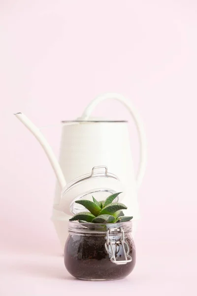 Kleine sappige plant in glazen pot en gieter tegen roze achtergrond — Stockfoto