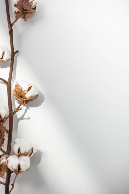 Beyaz arka planda pamuk dalı. Narin beyaz pamuk çiçekleri. Hafif pamuk arka plan, düz uzanma.