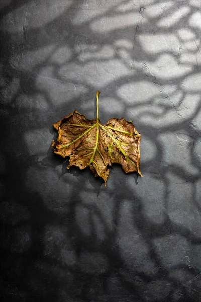 Halloween conceito mínimo com folha seca de outono, luar e sombra de floresta assustadora — Fotografia de Stock