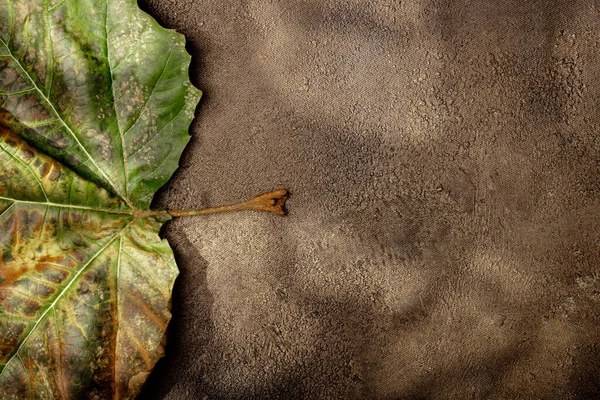 Hoja seca y texturas artísticas de fondo con sombras de árboles —  Fotos de Stock