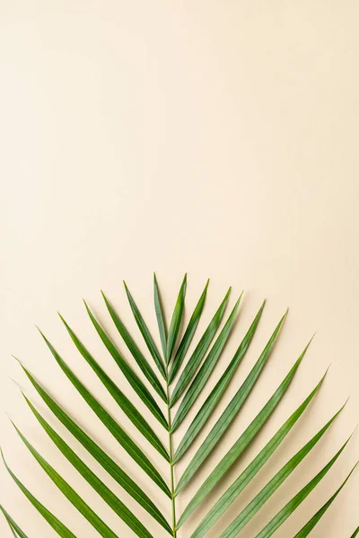 Tropical palm leaves on color background. Summer concept. — Stock Photo, Image