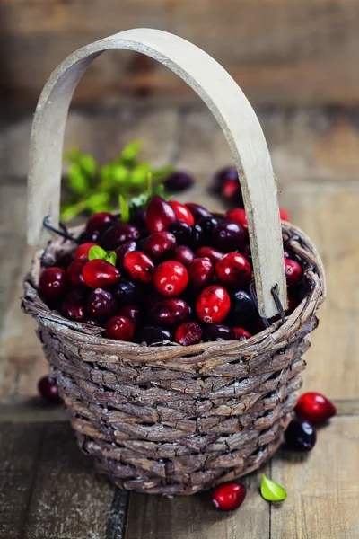 Cranberries — Stock Photo, Image