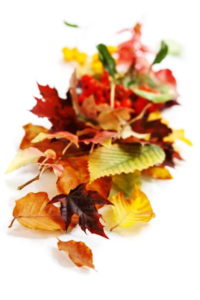 Autumn Leaves — Stock Photo, Image