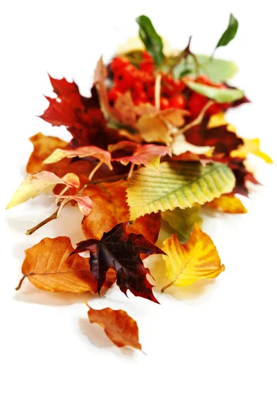 Autumn Leaves — Stock Photo, Image