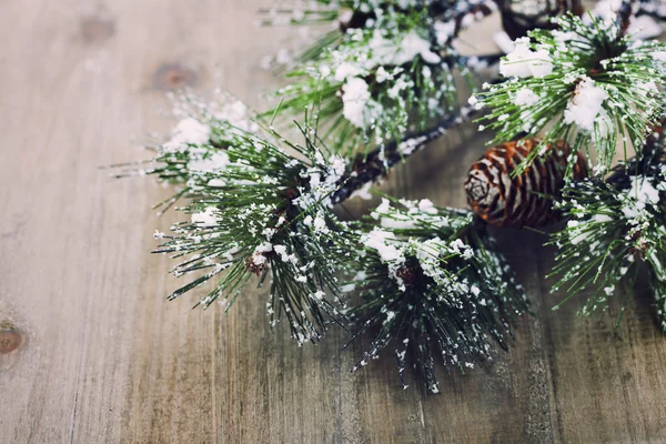 Christmas pine tree branch — Stock Photo, Image