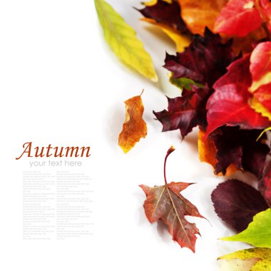 Sonbahar Yaprakları 