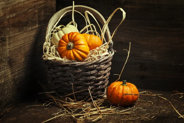 Calabazas — Foto de Stock