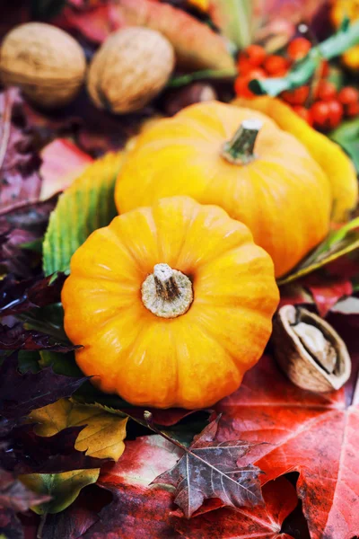 Autumn composition — Stock Photo, Image