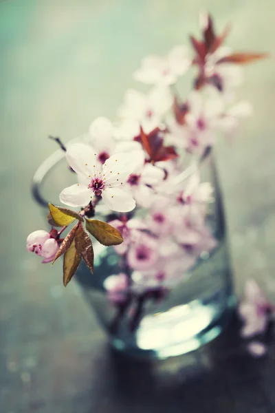 Flores de cereja de primavera — Fotografia de Stock