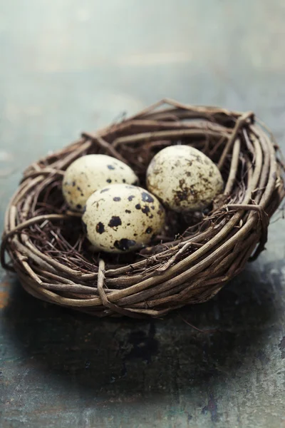 Huevos de pascua de codorniz en un nido — Foto de Stock