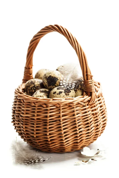 Quail eggs — Stock Photo, Image