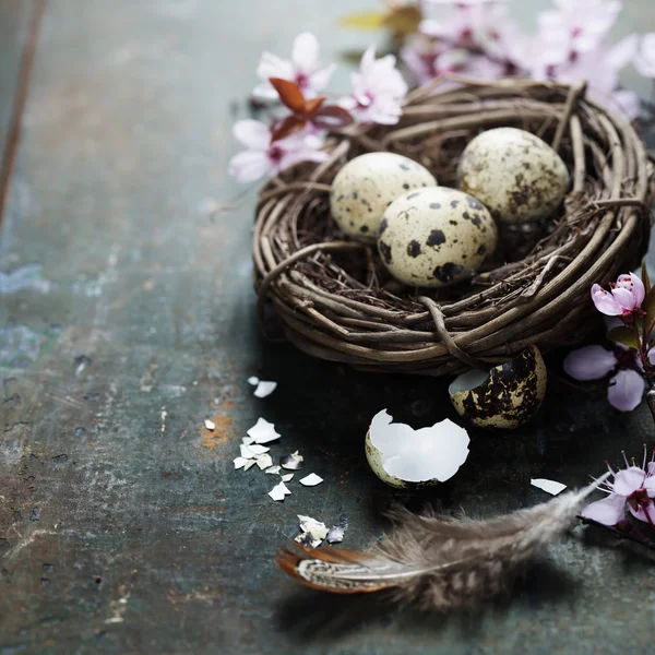 Kwartel Pasen eieren in een nest — Stockfoto