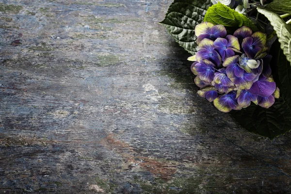 Flor de hortensias —  Fotos de Stock