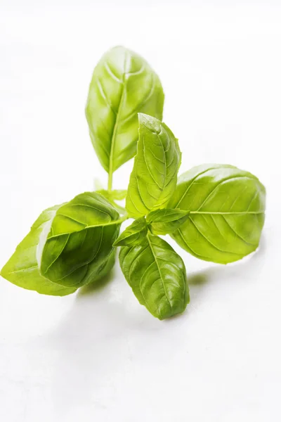 Basil leaves — Stock Photo, Image