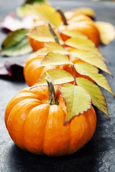 Calabazas — Foto de Stock