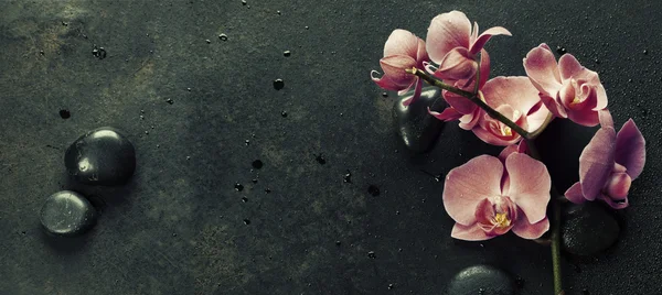 Wellness-Steine und rosa Orchidee auf dunklem Hintergrund — Stockfoto