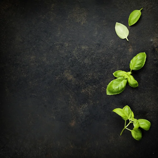 Feuilles de basilic sur fond sombre — Photo