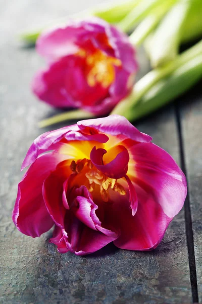 Tulipes roses sur un fond en bois — Photo
