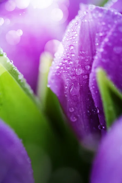 Tulipas rosa com gotas de água — Fotografia de Stock