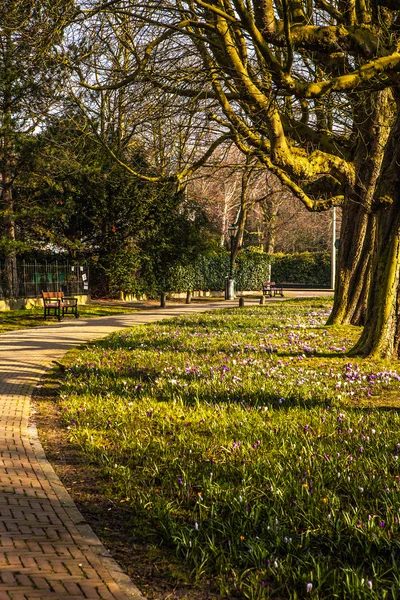 Beau printemps éléments du parc européen close-up . — Photo