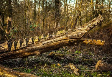 Ahşap timsah baltayı bahar orman cut-aşağı ağacından kesilmiş.