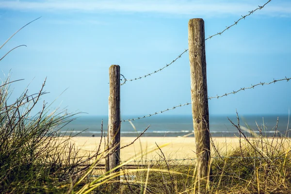 围栏保护荷兰沙丘覆盖哪些海滩草 （或滨草). — 图库照片