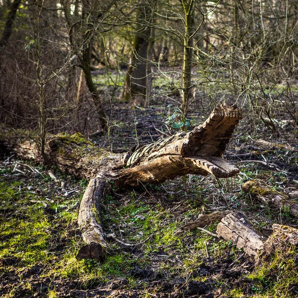 Dřevěný krokodýl snížit o sekeru od snížení strom v lese na jaře. — Stock fotografie