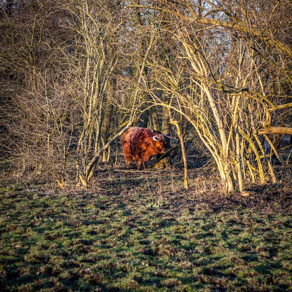 Animal cow on nature. Holland Yak. — Stock Photo, Image