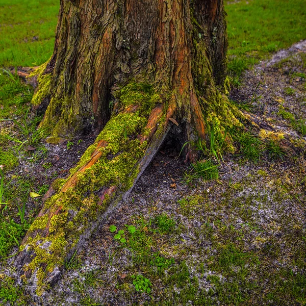 Trunk of old park tree close-up. — Stock Photo, Image