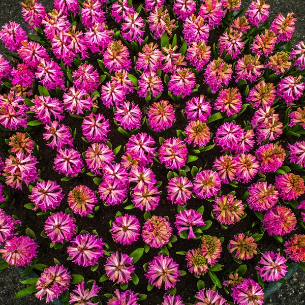 Groupe de belles jacinthes multicolores. Hollande. Parc de fleurs Keukenhof . — Photo