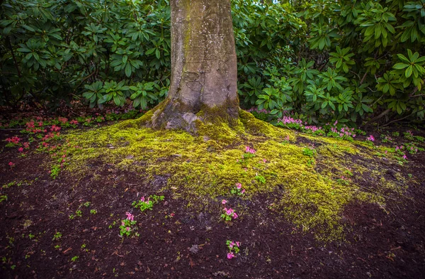 Trunk of old park tree close-up. — Stock Photo, Image