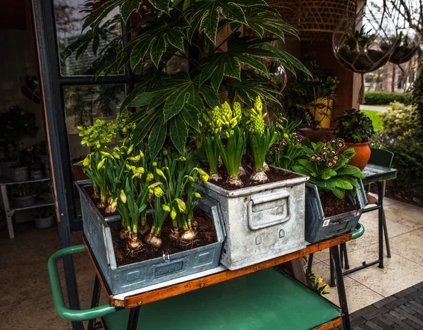 Floristische Dekorationselemente in Nahaufnahme. — Stockfoto