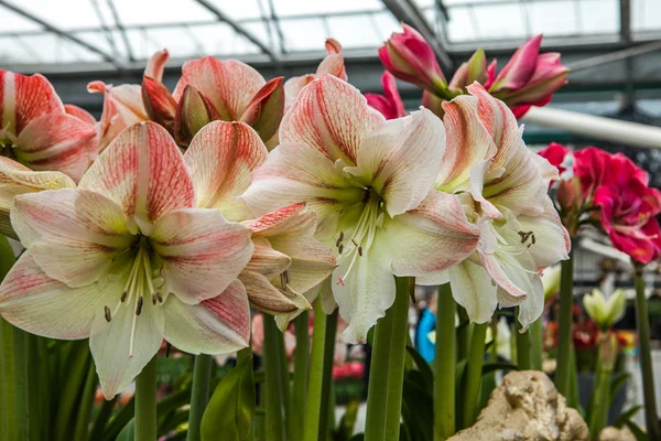 Bunte Orchideen in der Orangerie Keukenhof. — Stockfoto