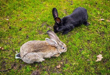 Park yeşil çim üzerinde yetişkin tavşanlar.