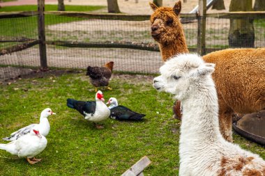 Gruptaki Lamas. Fotoğraf.