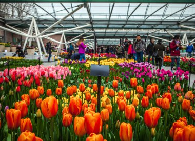 keukenhof orangery içinde çeşitli renklerde laleler.