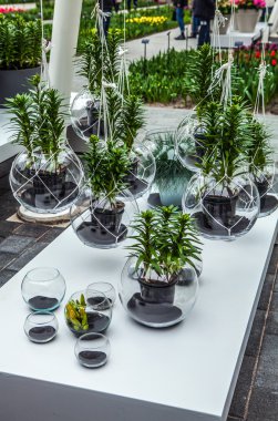 Bitki dekoratif öğeler yakın çekim.