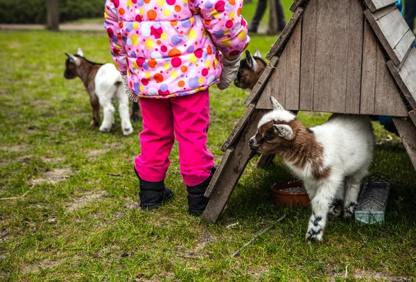 Portrait of little goatling. — Stock Photo, Image