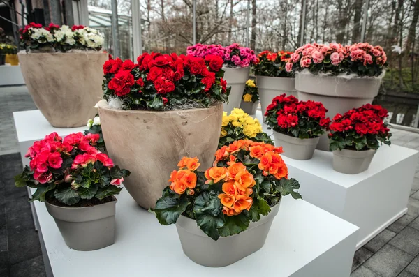 Floristiska dekorativa element närbild. — Stockfoto