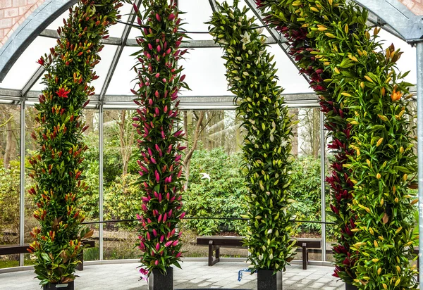 Keukenhof Garden, Nederländerna - 24 mars: Blomma växthus, floristiska inredning element närbild. Keukenhof är världens största blomsterträdgård. Keukenhof Garden, Lisse, Nederländerna - den 24 mars, 2016. — Stockfoto