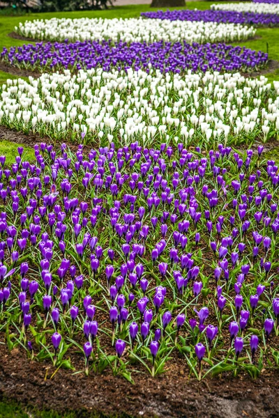 Keukenhof květinové park v Nizozemsku. Prvky designu parku. — Stock fotografie