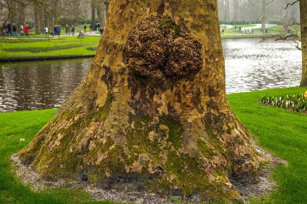 Trunk of old park tree close-up. — Stock Photo, Image