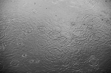 Temiz su üzerinde düşen yağmur damlaları. Siyah-beyaz arka plan fotoğraf.