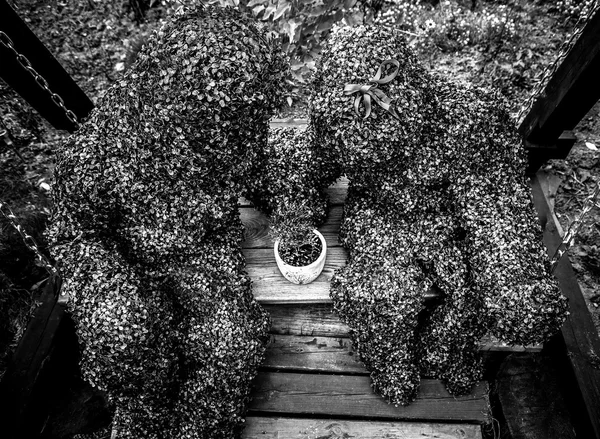 Famille de buissons vivants. Style de conte de fées en plein air noir-blanc photo d'art . — Photo