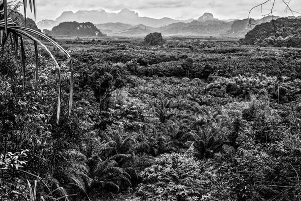 Tailândia floresta tropical paisagem preto-branco foto . — Fotografia de Stock