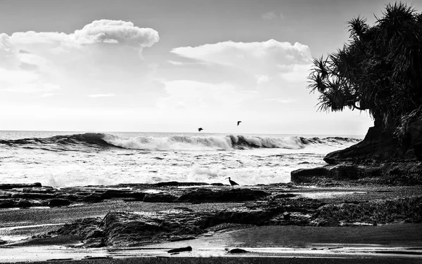 İnanılmaz tropikal bir manzara. Endonezya - Bali. Siyah-beyaz fotoğraf. — Stok fotoğraf