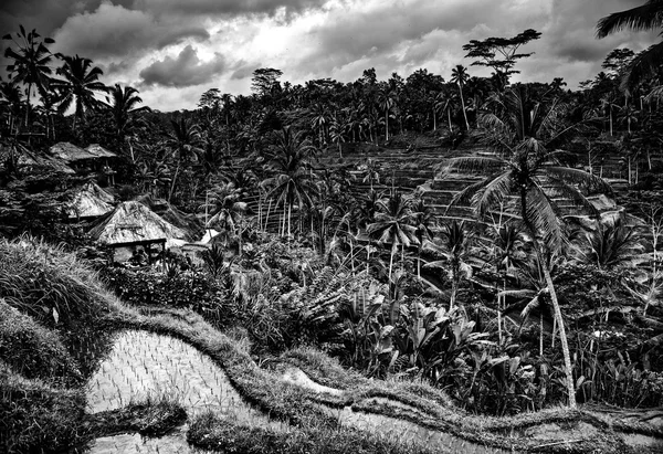 Verbazingwekkende tropische landschap van rijstvelden op heuvels. Indonesië - Bali. Zwart-wit foto. — Stockfoto