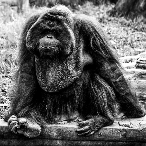 Monkeys of Bali. Indonesia. Black-white photo. — Stock Photo, Image