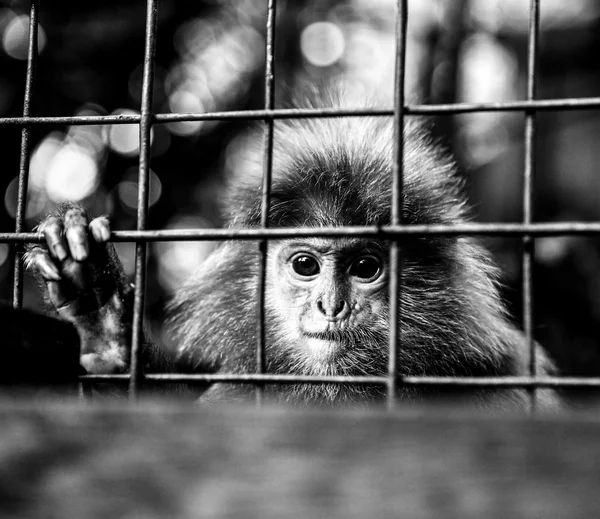Affen von bali. Indonesien. Schwarz-Weiß-Foto. — Stockfoto